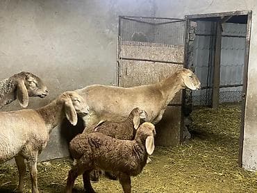 рамановский бараны: Продаю | Овца (самка) | Арашан — 4