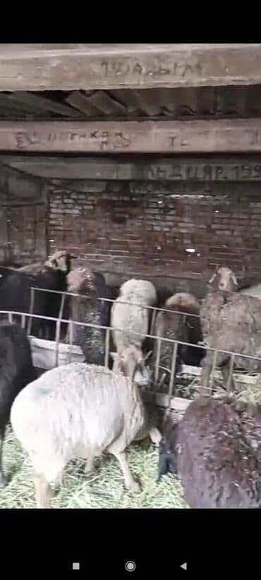 продажа щенков немецкой овчарки с документами в бишкеке: Продаю | Овца (самка) | Матка — 1