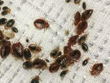 сколько стоит дезинфекция: Дезинфекция дезинфекция дезинфекция дезинфекция дезинфекция Таракан — 5