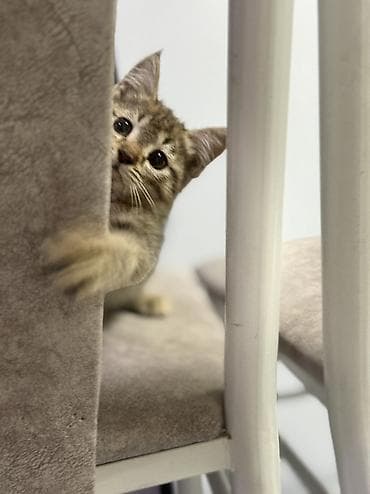 кхао мани: Отдам в добрые руки 🐾 Очень ласковый, спокойный и умный котёнок. К — 3