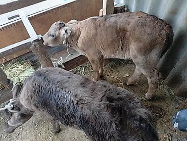 музо: Продаю | Музоо, торпок | На откорм | Привязанные — 2