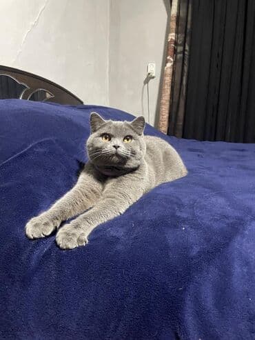 дом для котов: Продаются котята Шотландская порода скотиш-страйт. Голубого окраса — 2