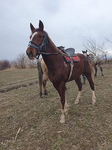 Үй жаныбарлары: Сатам | Жылкы (эркек) | Аргын | Ат спорту | Асыл тукумдуу — 6
