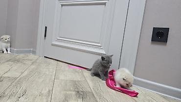 Грызуны: Скотиш Фолд (Шотландская вислоухая), 1 месяц, Мальчик, Голубой, Приучена к лотку — 2