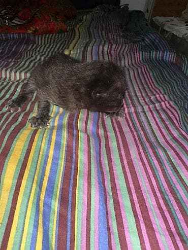 веслоухая кошка: Очаровательные котята черного и дымчатого окраса. - Возраст на фото — 2