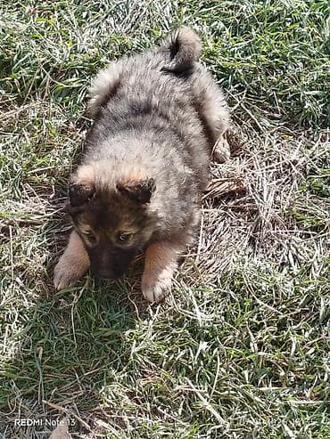 Собака даром: 2 месяца, Самка