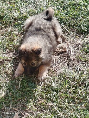 бесплатно собаки: Отдам щенят в хорошие руки, кушают все. Щенкам почти два месяца, к — 4
