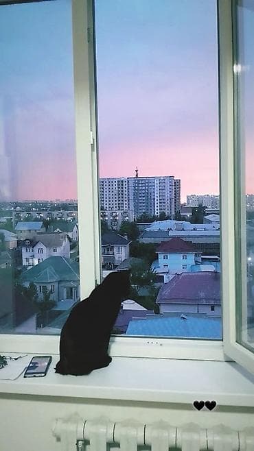 Кошка даром: Беспородная, 2 года, Мальчик, Приучена к лотку, Проглистована