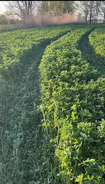 бутыли: Семена кормовых растений: Люцерна — 5