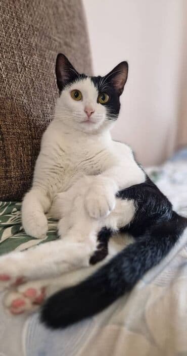 отдам даром шотландского вислоухого котенка: Кошка даром: Беспородная, 5 месяцев, Мальчик, Кастрирована, Приучена к лотку, Проглистована — 6