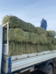 дом для животных: Клевер плотный мощный — 5