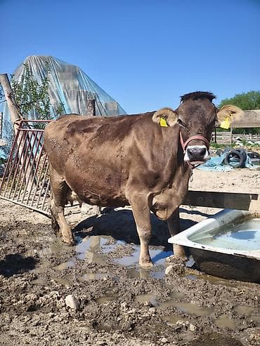 молочные козы: Продаю | Корова (самка) | Швицкая, Монбельярд | Для молока — 10