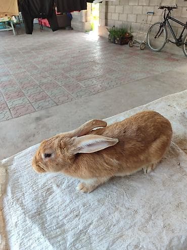 Животные: Продаю | Крольчиха (самка) | Серый великан | Для разведения | Племенные — 1