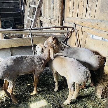 продажа щенков немецкой овчарки в бишкеке с документами: Продаю | Баран (самец) | Для разведения — 4