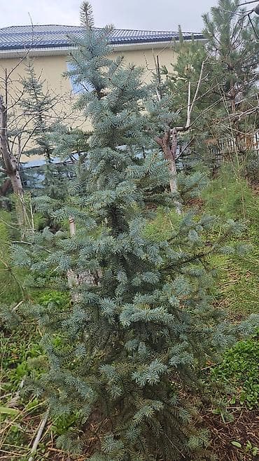 саженцы елки: Распродажа голубых елей! Высота 2 м, 3 м — 9