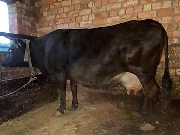 сингапурская кошка купить: Продаю | Корова (самка) | Для молока | Привязанные — 3