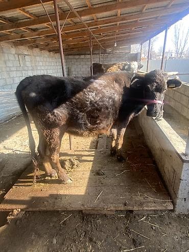 Кошки: Продаю | Корова (самка) | Полукровка | Для разведения | Привязанные — 2