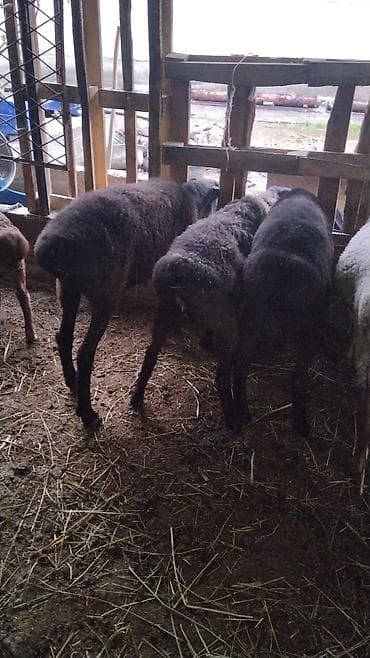 бенгальские котята в дар: Продаю | Ягненок | Для разведения — 3