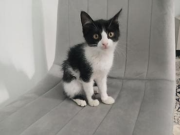 отдам хорошие руки котят: Кошка даром: Беспородная, 2 месяца, Девочка — 2