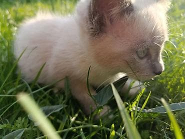 Мышыктар: 🐱 Отдаем котят в добрые руки 🐱 Ищем любящих и ответственных хозяев — 10