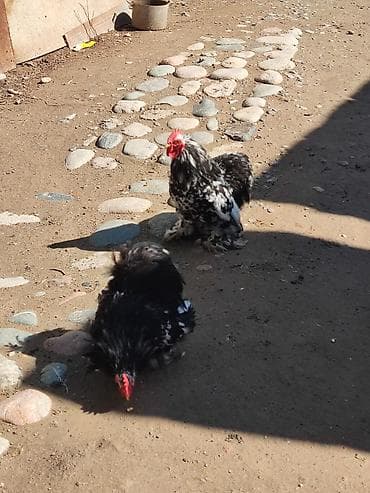 Животные: Продаю | Куры | Кохинхин | Для разведения — 3