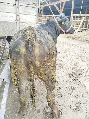 бык абердин ангус: Продаю | Бык (самец) | На откорм | Привязанные — 1