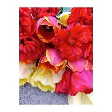 цветочки: Тюльпаны срезом оптом Бишкек собираются ночью когда бутоны закрыты - — 3