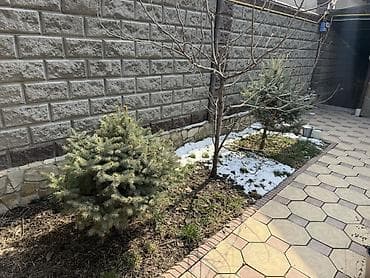 Уруктар жана көчөттөр: Ель голубая (Picea pungens Glauca) для ландшафтного озеленения. 6 шт — 4