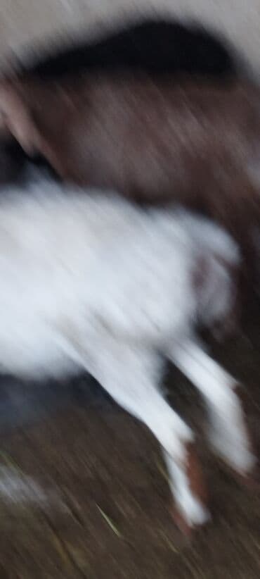 Продаю | Баран (самец) | На забой