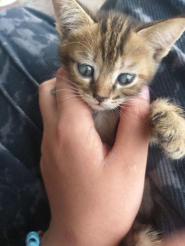 Котёнок, тигровый табби - Окрас: коричневый табби с яркими полосками — 2
