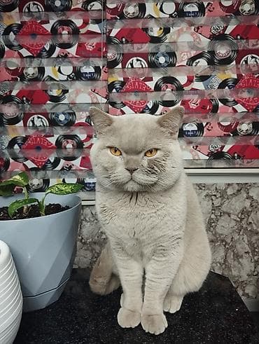 Аквариумдар: Британский короткошёрстный кот, окрас лиловый (пастельно‑серый) — 1