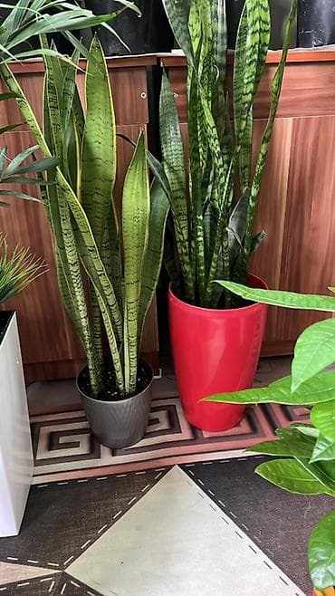 искуственное растение: Сансевиерия (Sansevieria, «тёщин язык», «щучий хвост») в декоративных — 3