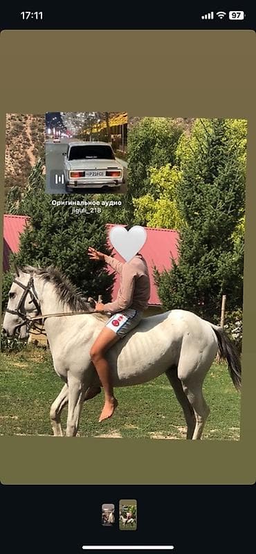 Продаю | Конь (самец) | Полукровка at lalafo.kg Продаю | Конь (самец) | Полукровка