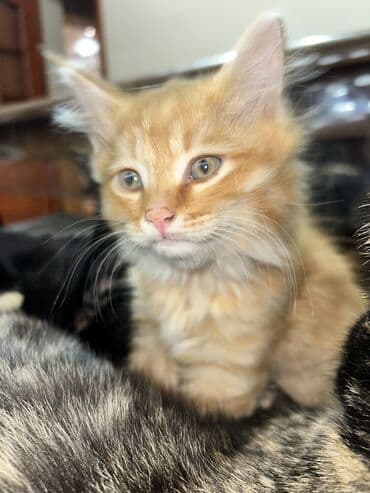 купить кота в бишкеке: Кошка даром: Беспородная, 3 месяца, Мальчик — 4