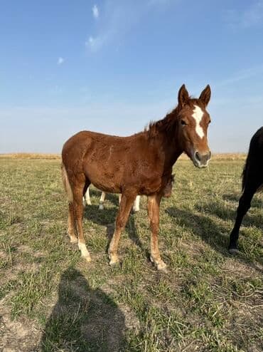 тюк пресс: Продаю | Жеребенок, Кобыла (самка), Жеребец | Кара Жорго | Для разведения, На забой, Рабочий — 12