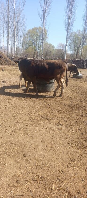 сколько стоит доберман цена: Продаю | Бык (самец) | Швицкая | Для разведения — 1