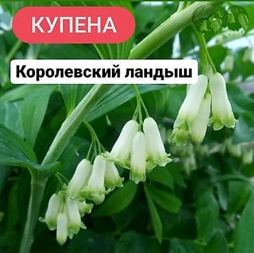 колокольчики: Купена королевский ландыш травянистое многолетнее растение, не — 1