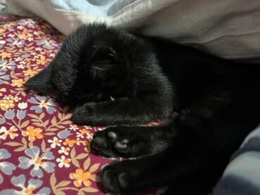 отдам породистых котят: Кошка даром: Беспородная, 4 месяца, Девочка, Приучена к лотку — 7