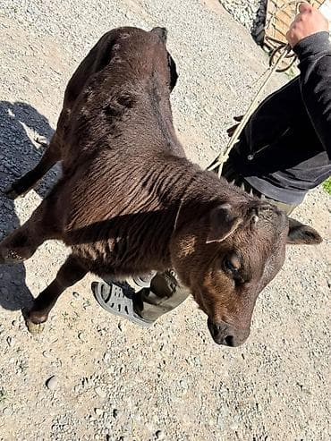 ит ош итер: Продаю | Бык (самец) | Швицкая | Для разведения | Искусственник — 1