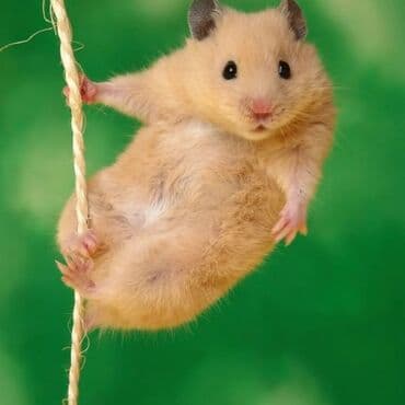 белые крысы: Сирийский хомяк! — 1