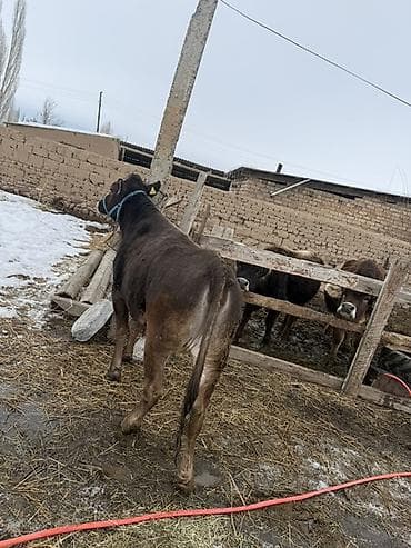 собаки щпиц: Продаю | Бык (самец) | На откорм | Привязанные — 3