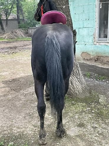 продаю гусь: Продаю | Жеребец | Полукровка — 4