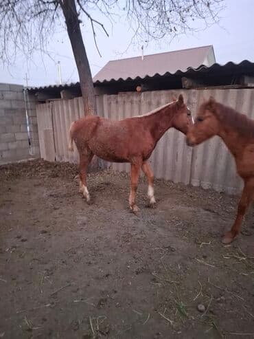 молочное оборудование: Продаю | Жеребец | Полукровка | Для разведения | Племенные — 1