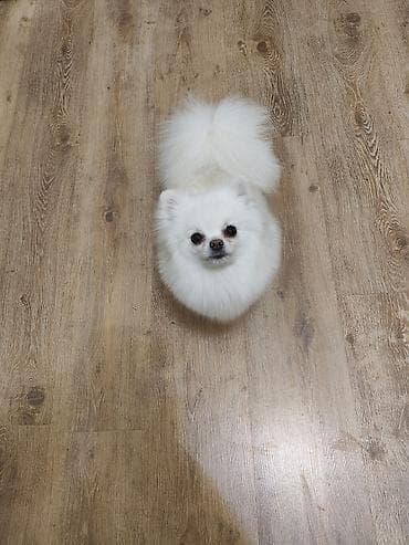 шпицы цена: Шпиц, 3 месяца, Самец, С родословной — 8