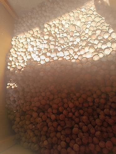 Кургатылган жемиштер, жаңгактар, снектер: Грецкий орех в скорлупе килограмм 100 сом. оптом 85 сом. - Урожай с — 1