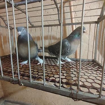 индюки бронза: Голуби.Турецкая Такла.Пара.Прошлогодние — 2