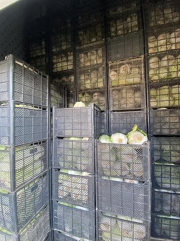Капуста Пекинская, Оптом