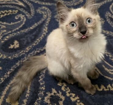 египетская кошка сфинкс цена: Ищу самые добрые ручки в Бишкеке для девочки, которую мы нашли! — 2