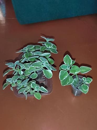 искусственный цветок в горшке большой: Шеффлера вариегатная (Schefflera arboricola variegata) в горшке. - — 6