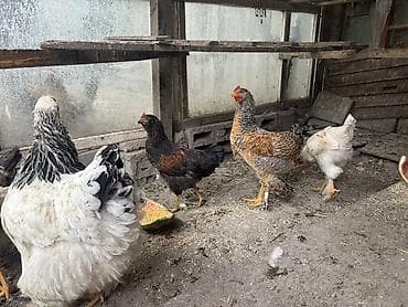 цыплята цена: Продаю цыплят, 6 штук, 4 месяца, квочка на фото не продается, цена — 1